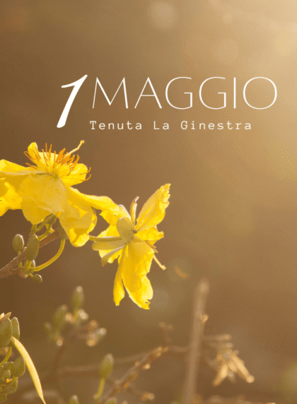 ginestra maggio